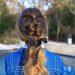 Fishtail Ponytail – Cute Girls Hairstyles